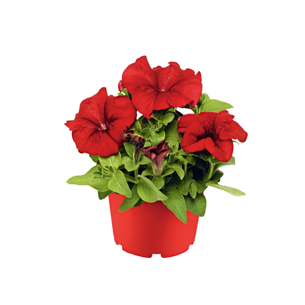 PlantiflorPetunie großblumig ton in ton T13