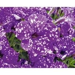 PlantiflorPetunie Night Sky Topf Durchmesser 12 cm