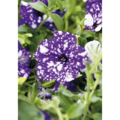PlantiflorPetunie Night Sky Topf Durchmesser 12 cm