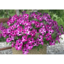 Plantiflor Petunie Sky Family Topf Durchmesser 12 cm