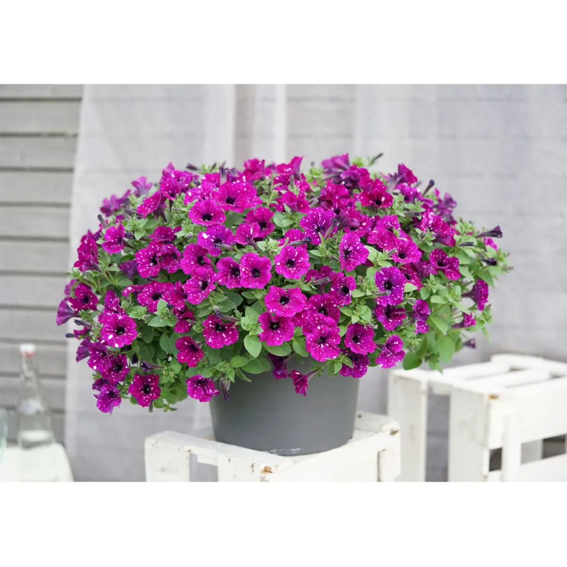 Plantiflor Petunie Sky Family Topf Durchmesser 12 cm