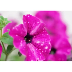 Plantiflor Petunie Sky Family Topf Durchmesser 12 cm