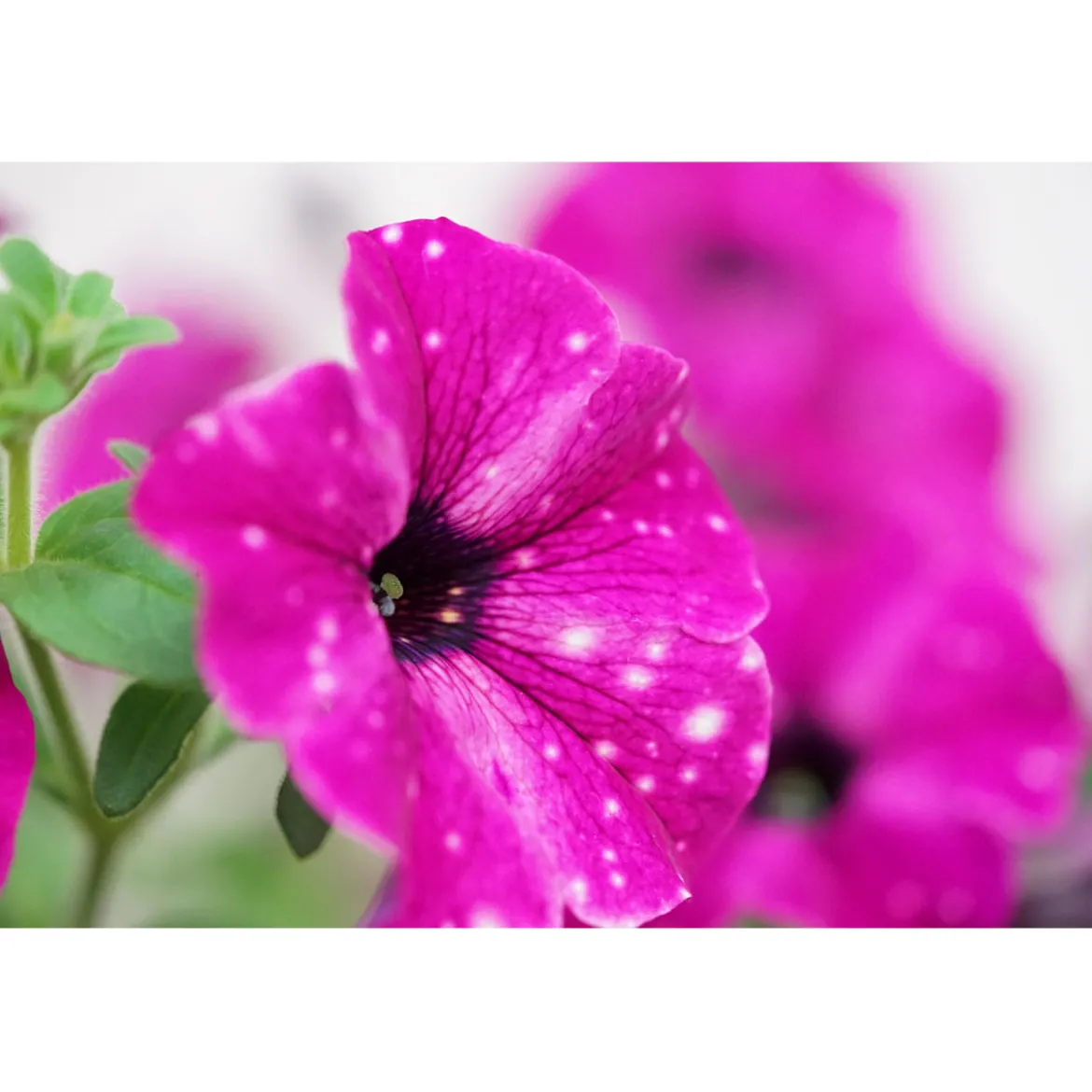 Plantiflor Petunie Sky Family Topf Durchmesser 12 cm