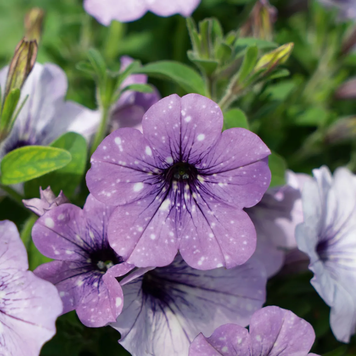 Plantiflor Petunie Sky Family Topf Durchmesser 12 cm