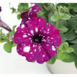 Plantiflor Petunie Sky Family Topf Durchmesser 12 cm