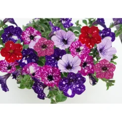 Plantiflor Petunie Sky Family Topf Durchmesser 12 cm