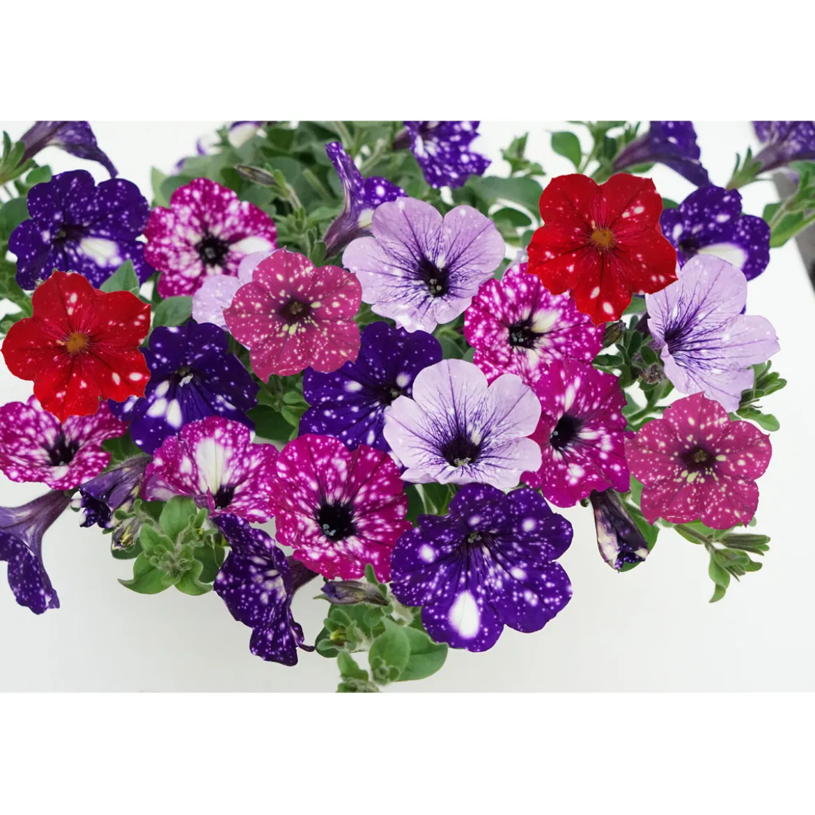 Plantiflor Petunie Sky Family Topf Durchmesser 12 cm