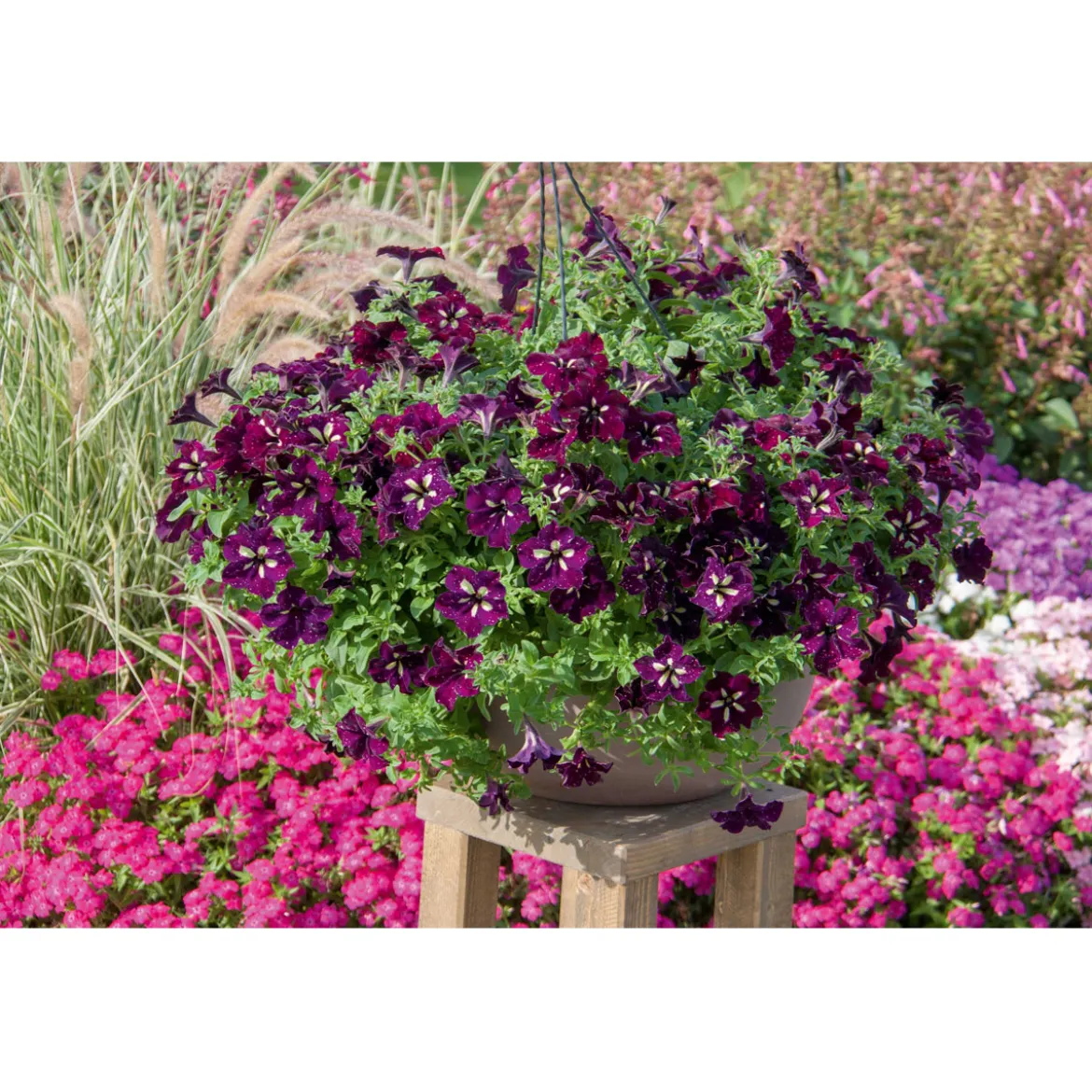 Plantiflor Petunie Sky Family Topf Durchmesser 12 cm