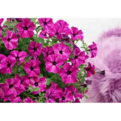 Plantiflor Petunie Sky Family Topf Durchmesser 12 cm