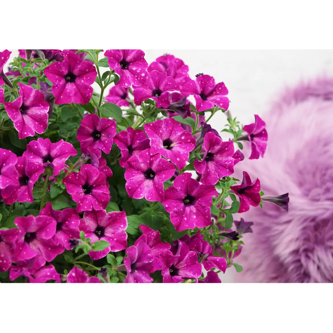 Plantiflor Petunie Sky Family Topf Durchmesser 12 cm