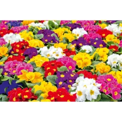 PlantiflorPrimel, 10er Pack