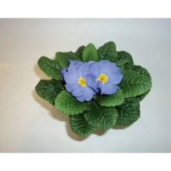 PlantiflorPrimeln Sonderfarben Topf Durchmesser 11 cm
