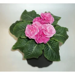 PlantiflorPrimeln Sonderfarben Topf Durchmesser 11 cm