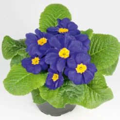 PlantiflorPrimel Topf Durchmesser 10,5 cm