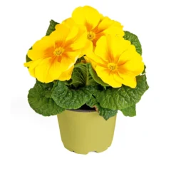 PlantiflorPrimel Topf Durchmesser 10,5 cm