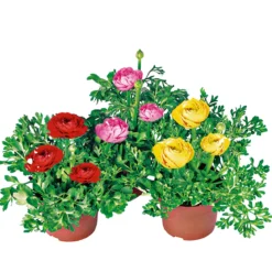 Plantiflor Ranunkel Topf Durchmesser 11 cm