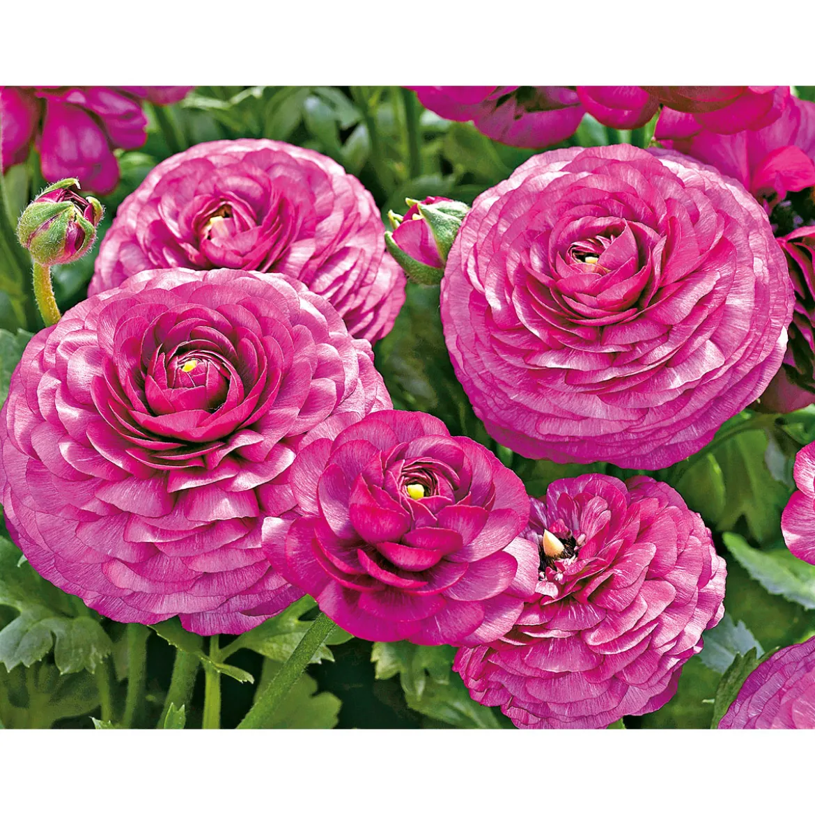 Plantiflor Ranunkel Topf Durchmesser 11 cm