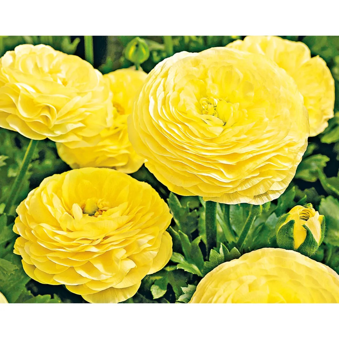 Plantiflor Ranunkel Topf Durchmesser 11 cm