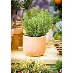 Plantiflor Rosmarin im Topf Durchmesser 14 cm