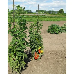 Plantiflor Runde Tomate Harzfeuer Topf Durchmesser 11 cm