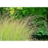 PlantiflorRuten-Hirse Topf- Durchmesser 23 cm