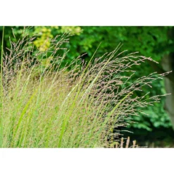 PlantiflorRuten-Hirse Topf- Durchmesser 23 cm