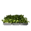 Plantiflor Salatjungpflanze Eissalat 6er-Tray
