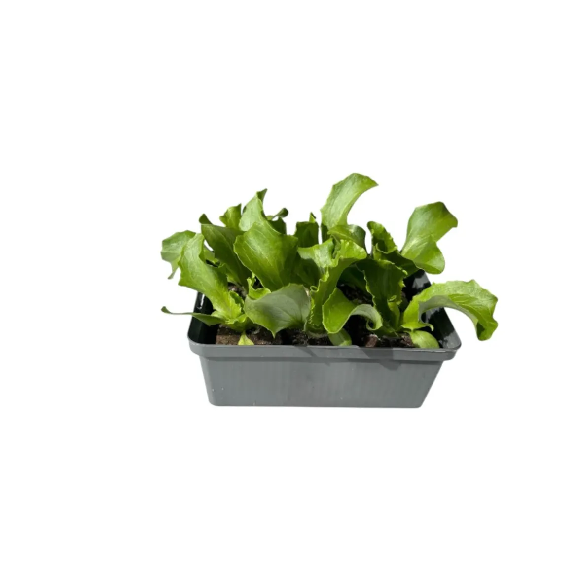 Plantiflor Salatjungpflanze Eissalat 6er-Tray