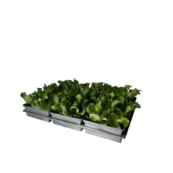Plantiflor Salatjungpflanze Eissalat 6er-Tray