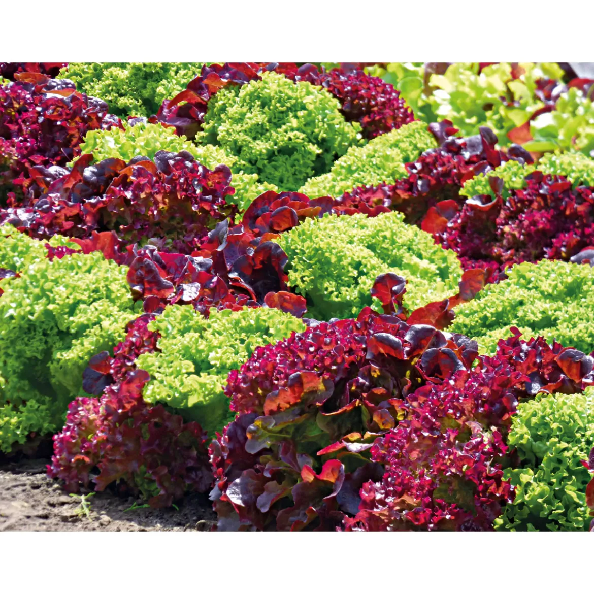 PlantiflorSalatjungpflanze Lollo Bionda 6er-Pack