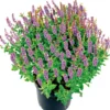 PlantiflorSalbei T14