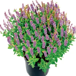 PlantiflorSalbei T14
