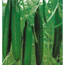 PlantiflorSchlangengurke plastikfrei Topf 12 cm