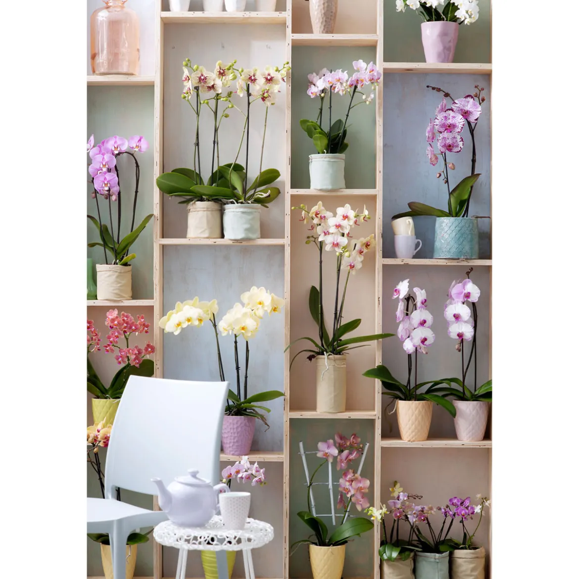 PlantiflorSchmetterlings-Orchidee 3-Trieber Topf Durchmesser 12 cm