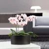 PlantiflorSchmetterlingsorchidee Topf- Durchmesser 9 cm