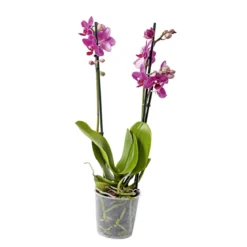 PlantiflorSchmetterlingsorchidee Topf- Durchmesser 9 cm