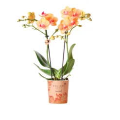 PlantiflorSchmetterlingsorchidee Topf- Durchmesser 9 cm