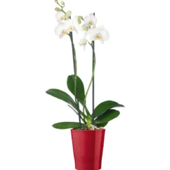 Plantiflor Schmetterlingsorchidee Topf Durchmesser 12 cm