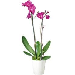 Plantiflor Schmetterlingsorchidee Topf Durchmesser 12 cm
