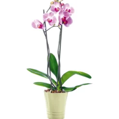Plantiflor Schmetterlingsorchidee Topf Durchmesser 12 cm