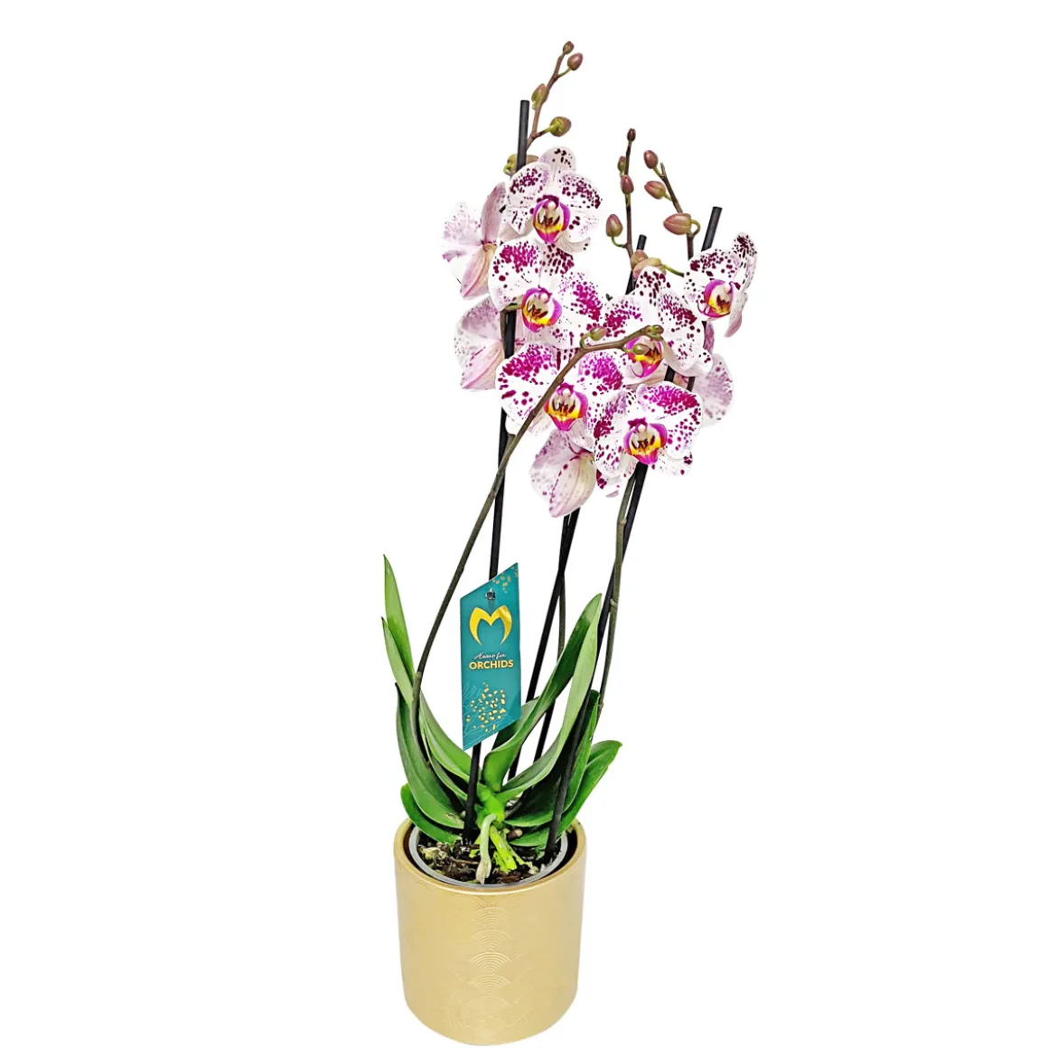 PlantiflorSchmetterlingsorchidee in Keramik Topf- Durchmesser 12 cm