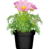 PlantiflorSchmuckkörbchen Topf Durchmesser 13 cm