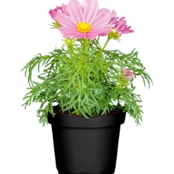 PlantiflorSchmuckkörbchen Topf Durchmesser 13 cm