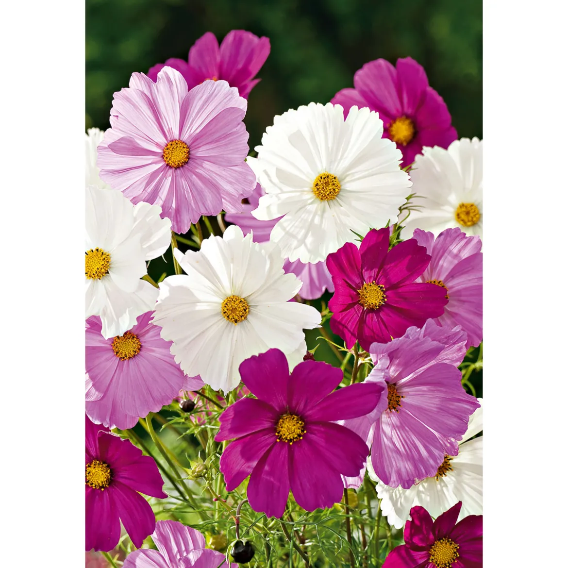 PlantiflorSchmuckkörbchen Topf Durchmesser 13 cm