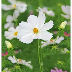 PlantiflorSchmuckkörbchen Topf Durchmesser 13 cm