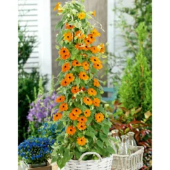 PlantiflorSchwarzäugige Susanne Topf Durchmesser 12 cm