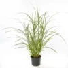 PlantiflorSolitär-Gräser Topf Durchmesser 23 cm