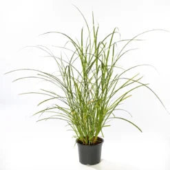 PlantiflorSolitär-Gräser Topf Durchmesser 23 cm