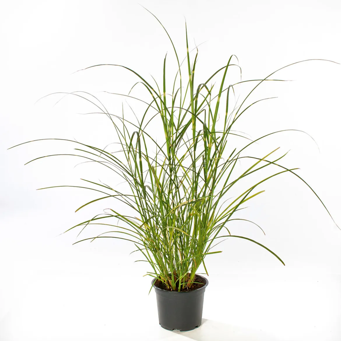 PlantiflorSolitär-Gräser Topf Durchmesser 23 cm