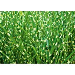 PlantiflorSolitär-Gräser Topf Durchmesser 23 cm